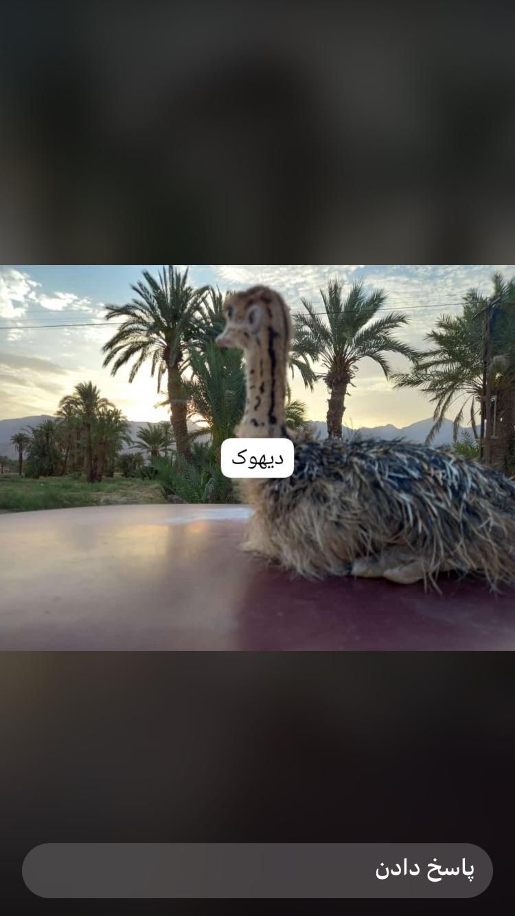 جوجه شترمرغ|حیوانات مزرعه|تهران, شهرک دانشگاه شریف|دیوار