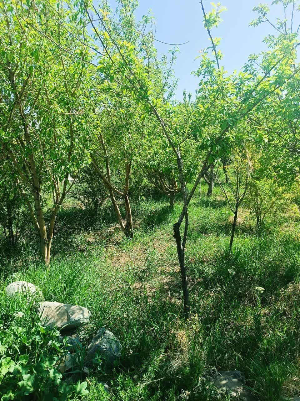 باغچه روستای خوش وآب هوازوایان|فروش خانه و ویلا|قم, امامزاده ابراهیم|دیوار