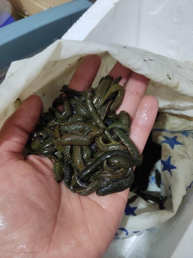 زالو صیدی و پرورشی|آرایشی، بهداشتی، درمانی|رشت, منظریه|دیوار