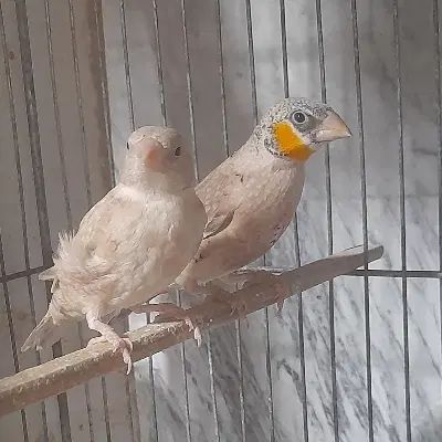 جفت های مولد فنچ گلوبریده نارنجی اوپال fawn|پرنده|تهران, خاوران|دیوار