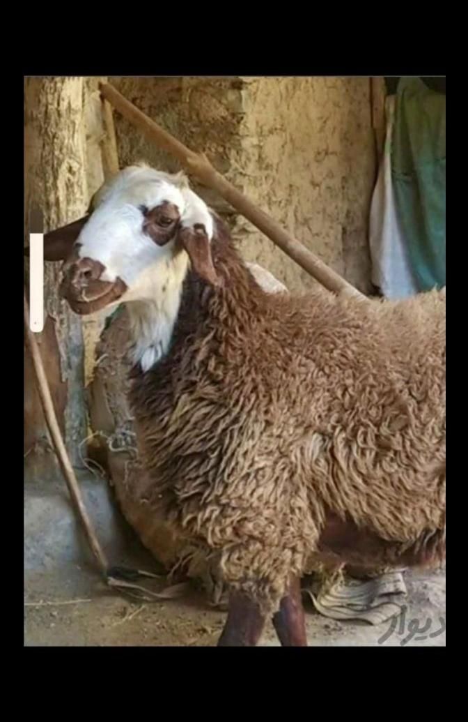 گوسفند وبره نر چاق گوشتی جهت مراسمات|حیوانات مزرعه|قزوین, |دیوار