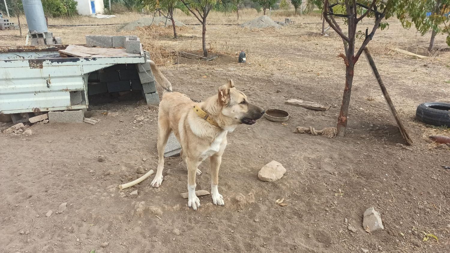 سگ سرابی نر|سگ|سقز, |دیوار