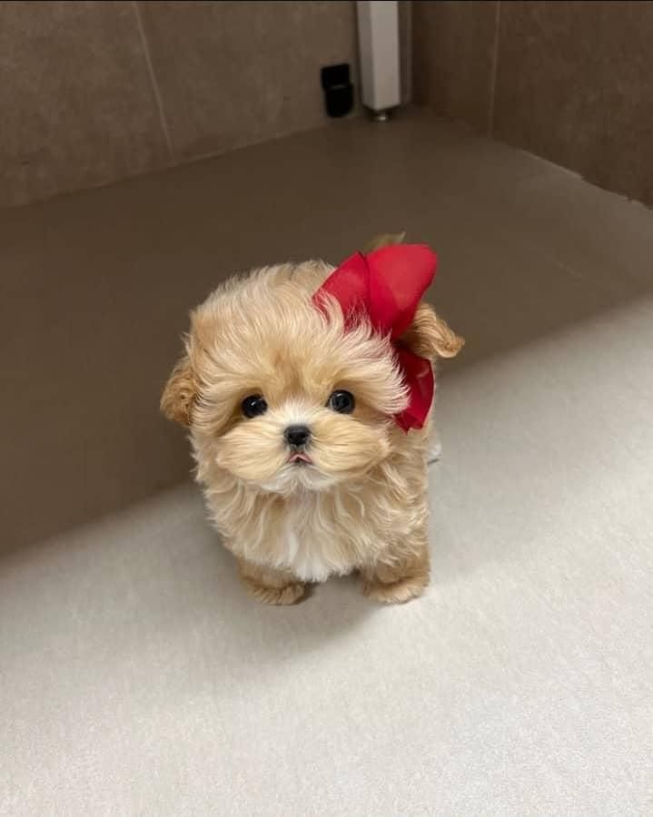 مالتی پو . سگ فنجونی . سگ عروسکی|سگ|تهران, جنت‌آباد جنوبی|دیوار