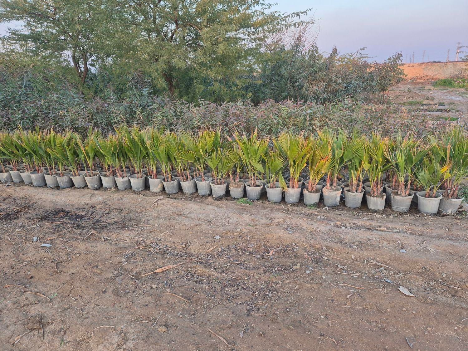 سلام نهالستان امبین بندر ماهشهر|خدمات باغبانی و درختکاری|بندر ماهشهر, |دیوار