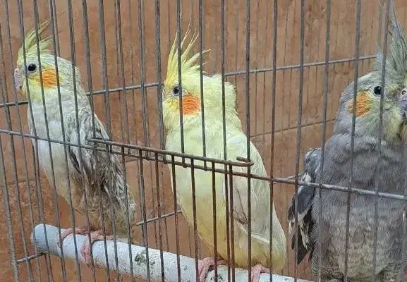 عروس هلندی|پرنده|رشت, پل تالشان|دیوار