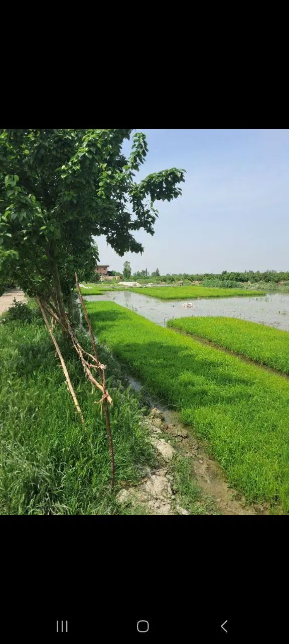 ۱۹۰هکتار/بر خیابان اصلی/۴۰۰۰متر بر/علی آباد|فروش دفتر صنعتی، کشاورزی، تجاری|گرگان, |دیوار