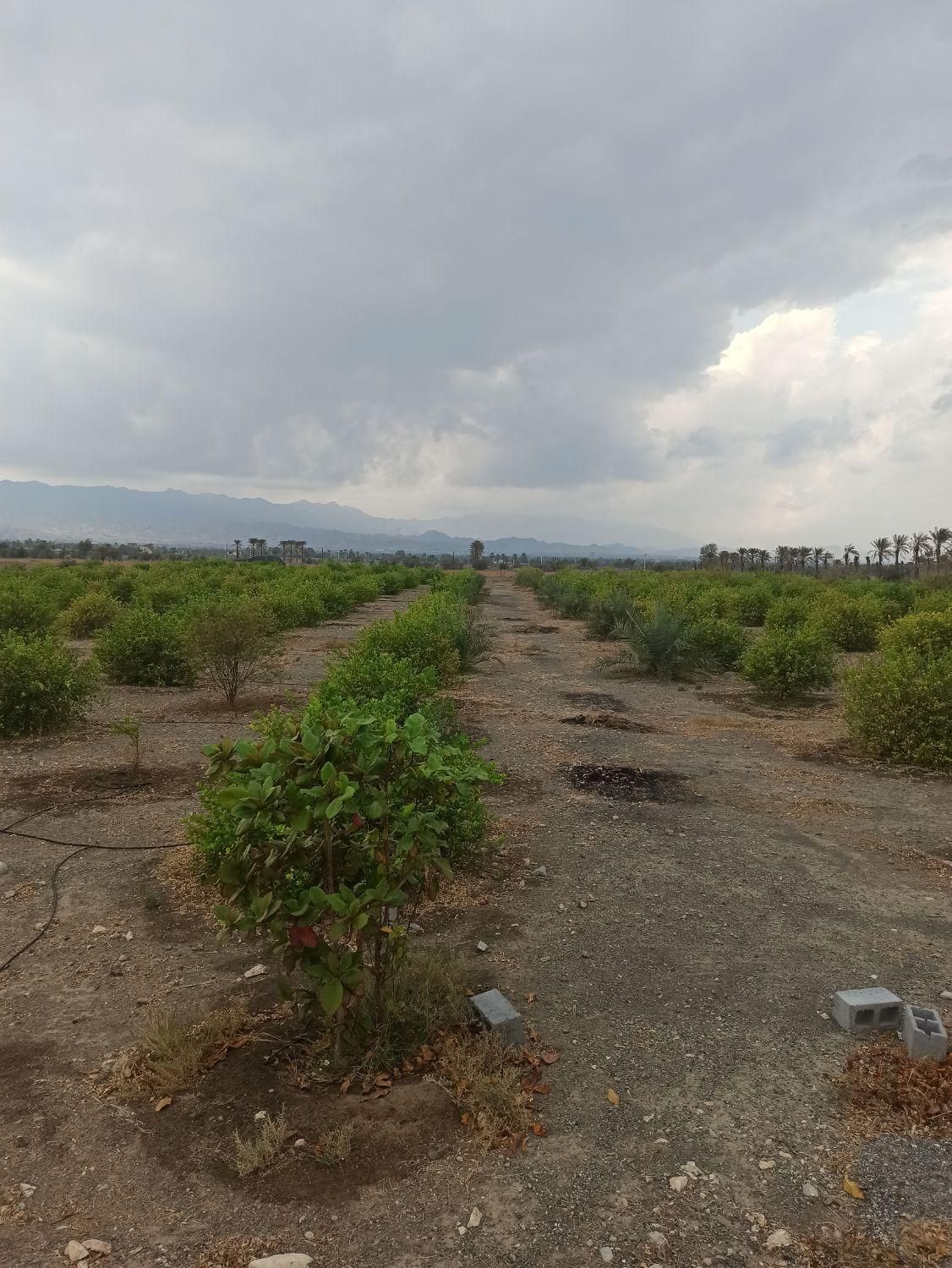 فروش توافقی قطعه ملک باغی در روستای خیراباد رودان|فروش زمین و ملک کلنگی|میناب, |دیوار