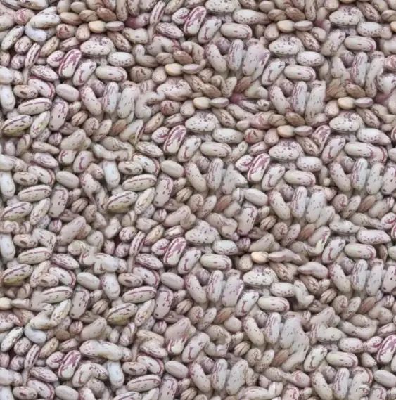 فروش لوبیا چیتی و سفید به صورت جزئی و عمده|خوردنی و آشامیدنی|کاشان, فین بزرگ|دیوار