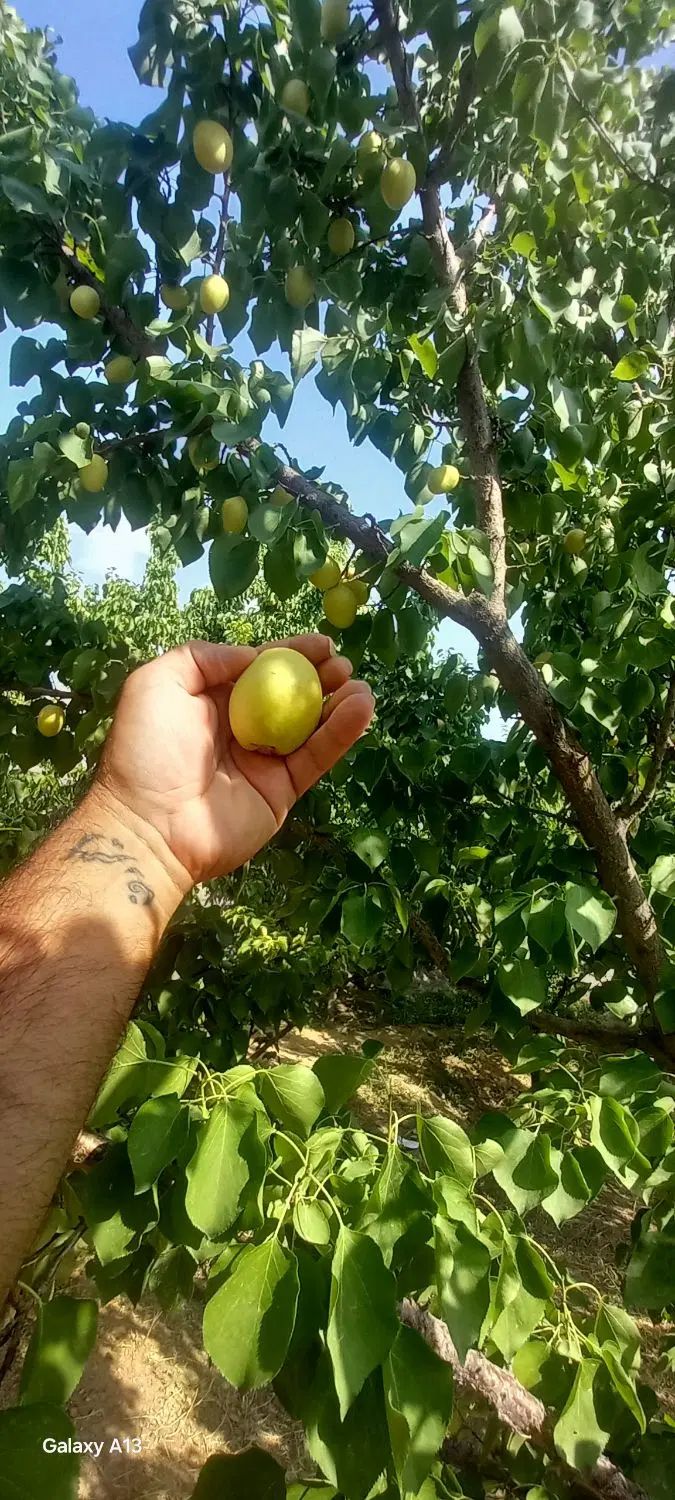 باغ 800متری ملکی سند تک برگی|فروش خانه و ویلا|مشهد, لک لک|دیوار