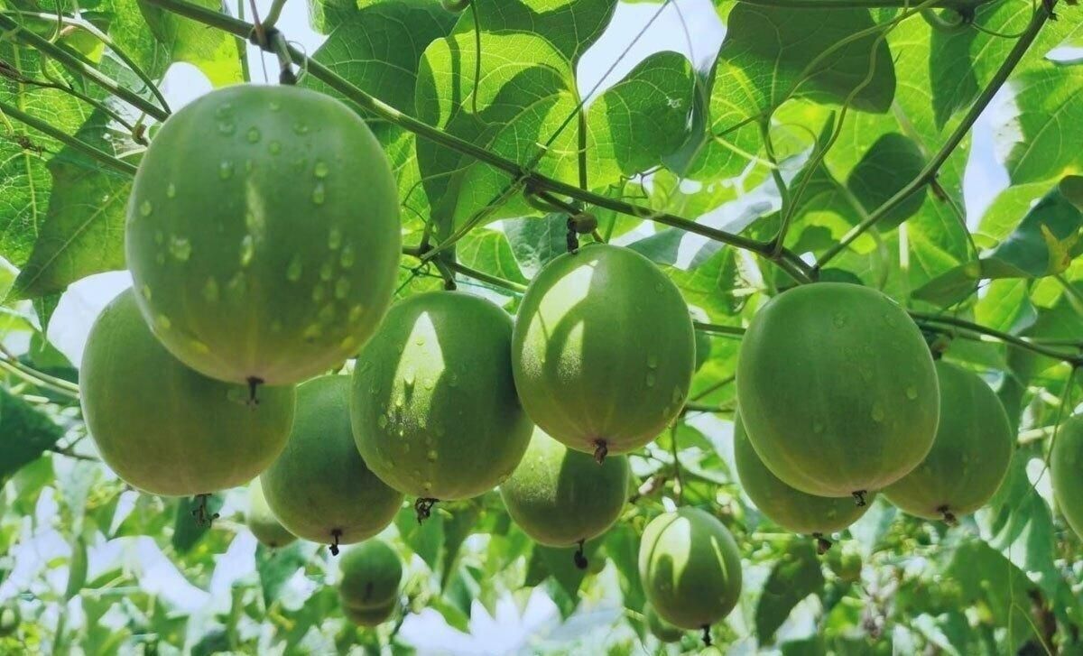 نهال های استوایی، گرمسیری و نیمه گرمسیری|حراج|بندرعباس, |دیوار