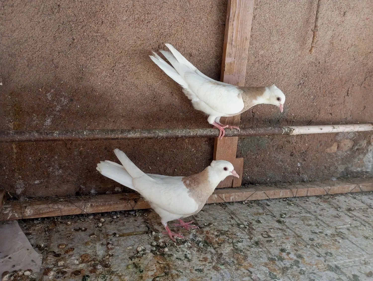 کفتر جوجه طوقی  کارتنی هفت‌رنگ|پرنده|مشهد, رباط طرق|دیوار