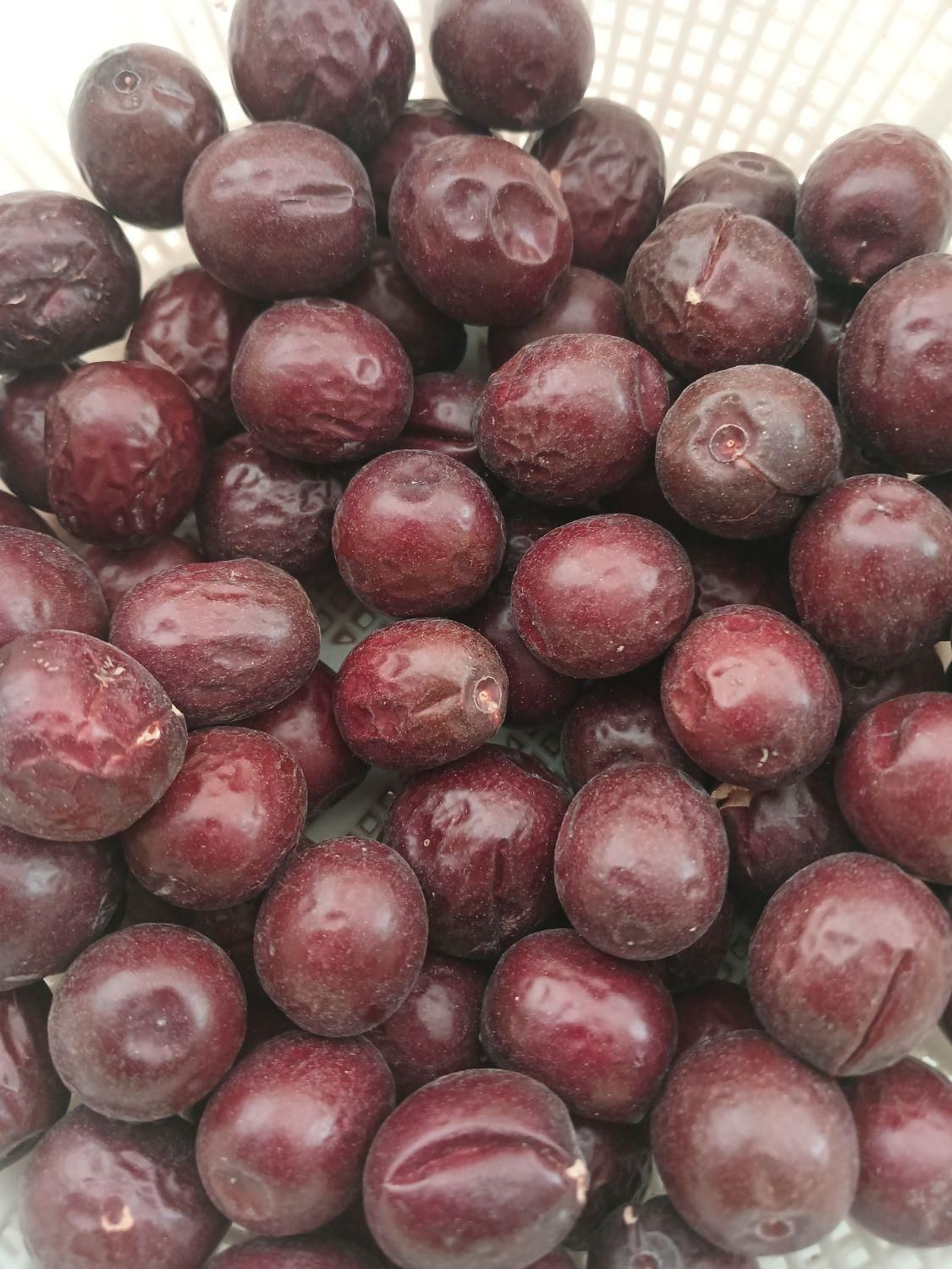 مرکز خرید وفروش عناب محصولات کشاورزی|خدمات باغبانی و درختکاری|بیرجند, |دیوار