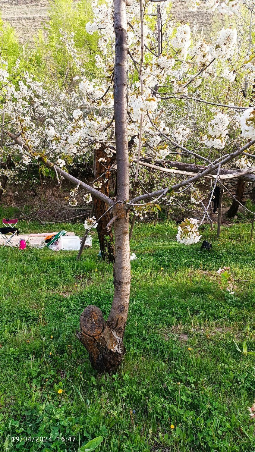 باغ ییلاقی در روستای اردمه|فروش زمین و ملک کلنگی|مشهد, کوی سیدی|دیوار