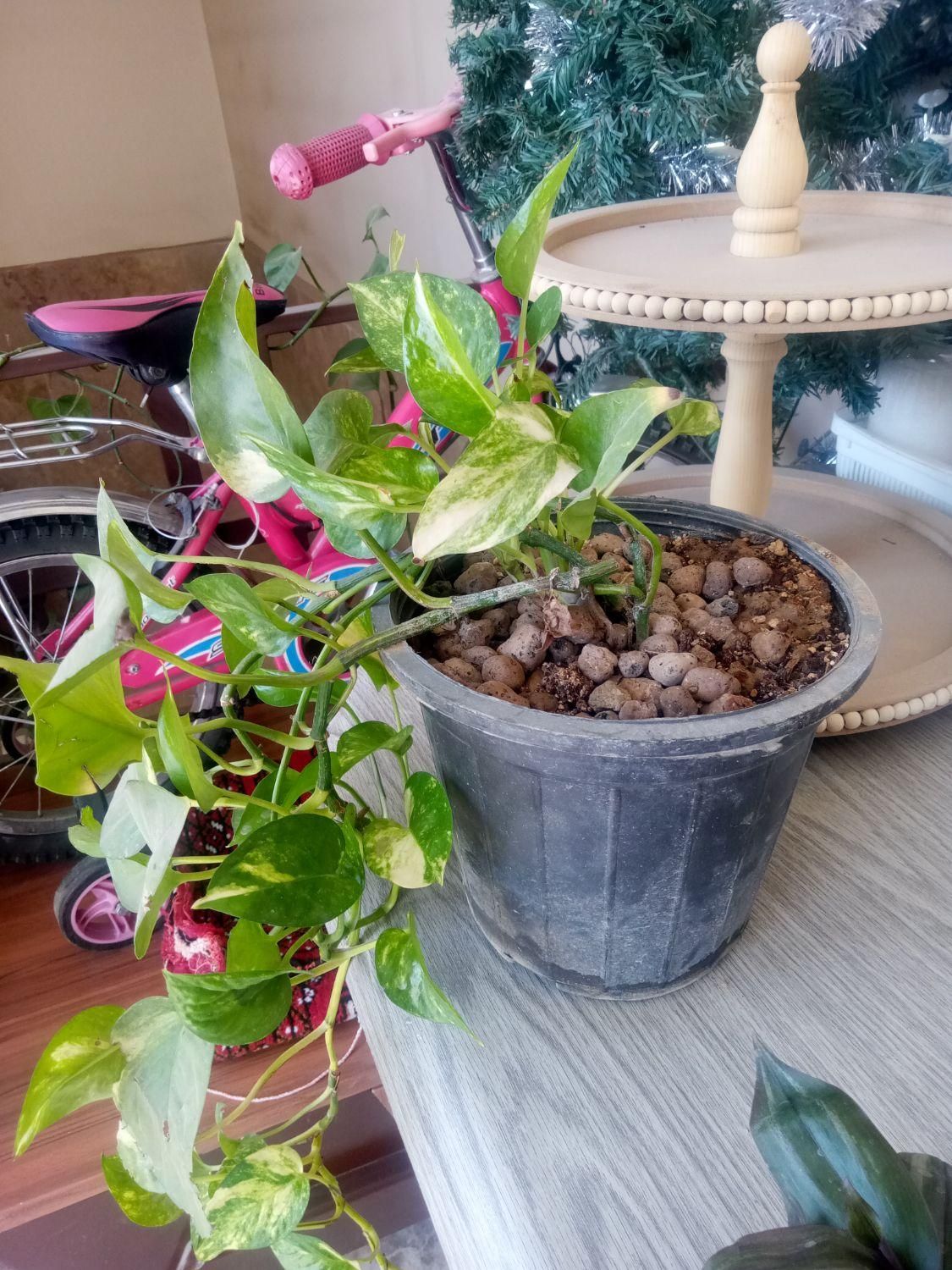 گل های نخل خرما.بید.گندمی.الوورا.کاکتوس|گل و گیاه طبیعی|تهران, نظام‌آباد|دیوار