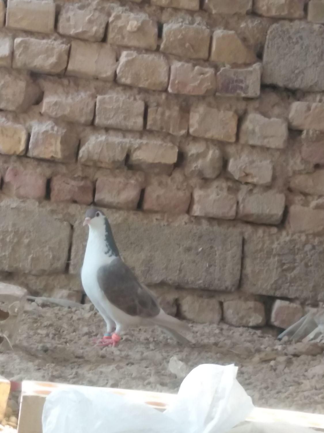 کبوتر ساده|حیوانات|زابل, |دیوار