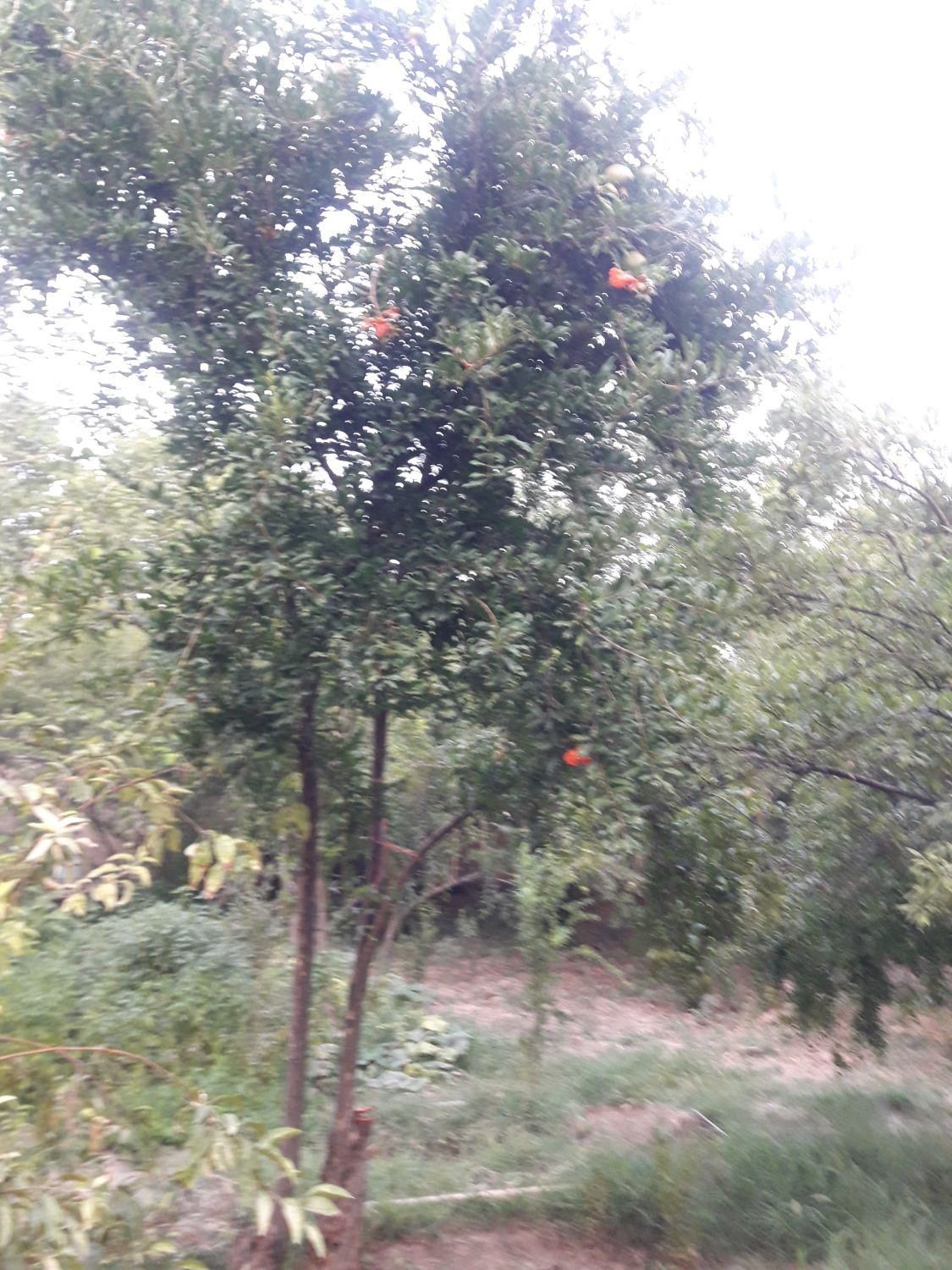 اجاره خونه باغ دنج مهریز|اجارهٔ کوتاه‌مدت ویلا و باغ|مهریز, |دیوار