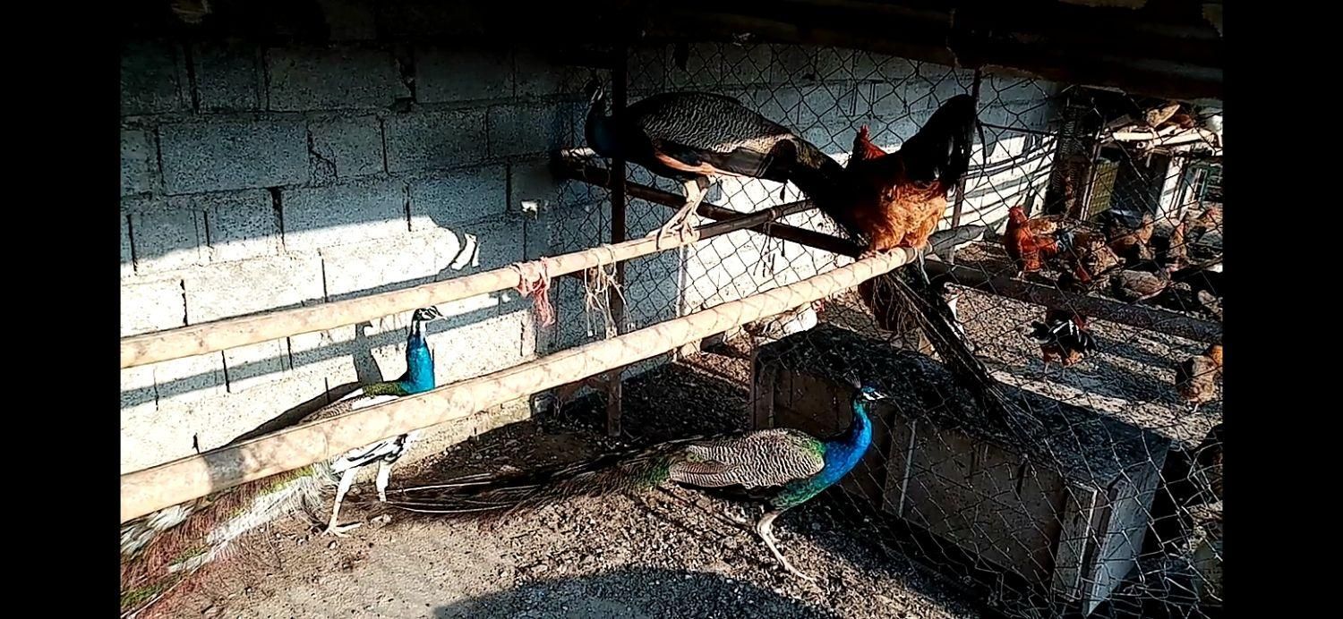 فروش طاووس هندی مولد|پرنده|قائم‌شهر, |دیوار
