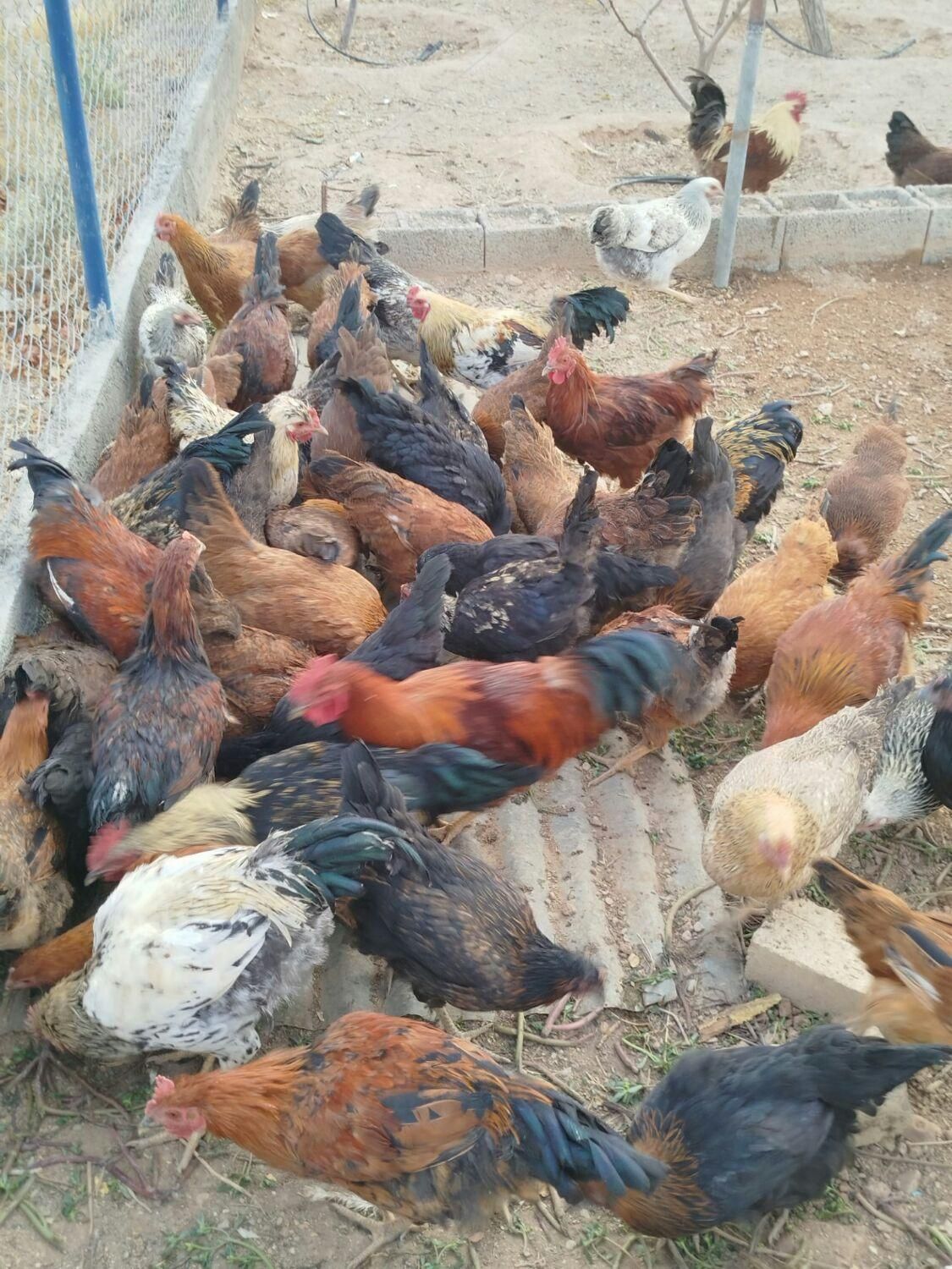 مرغ تخمگزار .بلک استار .وگلپایگانی|حیوانات مزرعه|شاهین‌شهر, فرودگاه هسا|دیوار