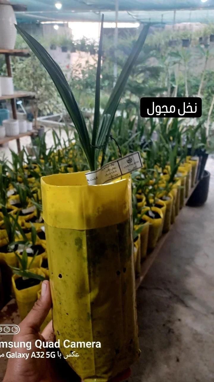 نخل کشت و بافت شرکت رعنا کرج|خدمات باغبانی و درختکاری|لامرد, |دیوار