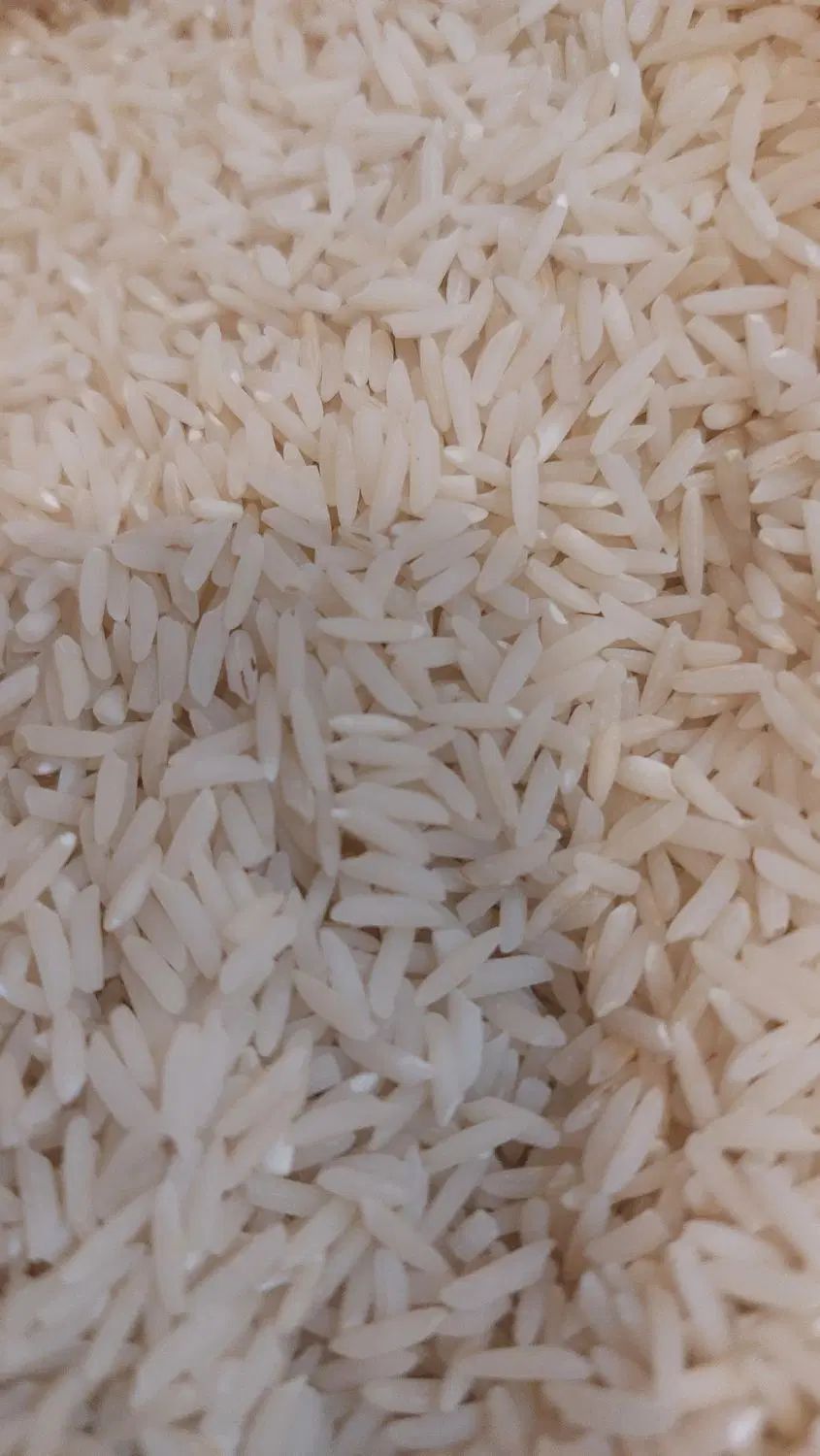 برنج هاشمی سورتینگ شده پارساله|خوردنی و آشامیدنی|رشت, سلیمانداراب|دیوار