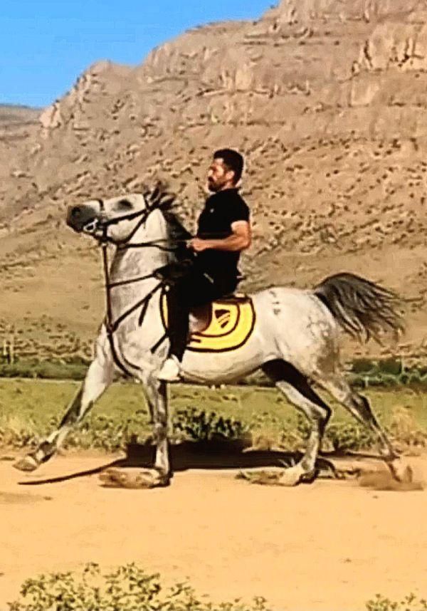 ادوتا اسب یکی سواری کرد خون بالا یکی در شوری|اسب و تجهیزات اسب‌سواری|فولادشهر, فولادشهر|دیوار