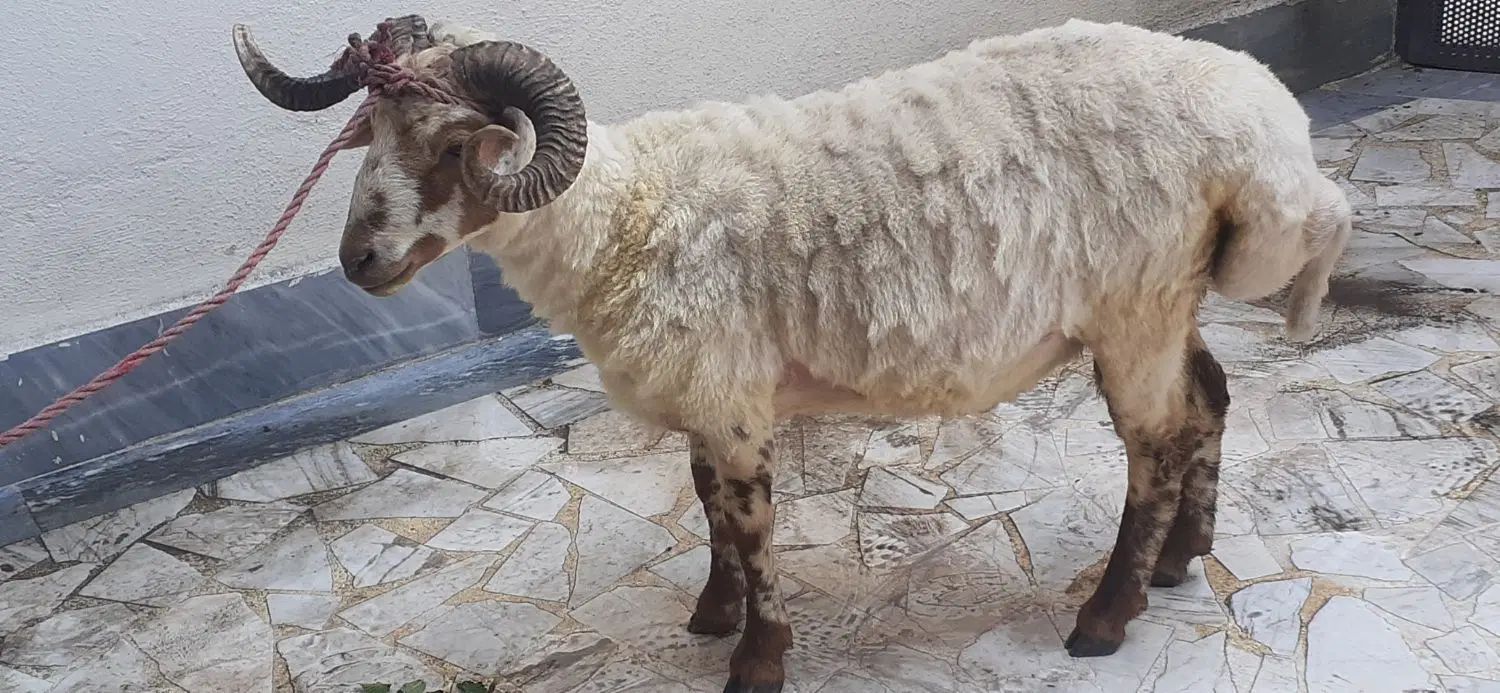 گوسفند نروماده جهت سلاخی|حیوانات مزرعه|رشت, فرزانه|دیوار