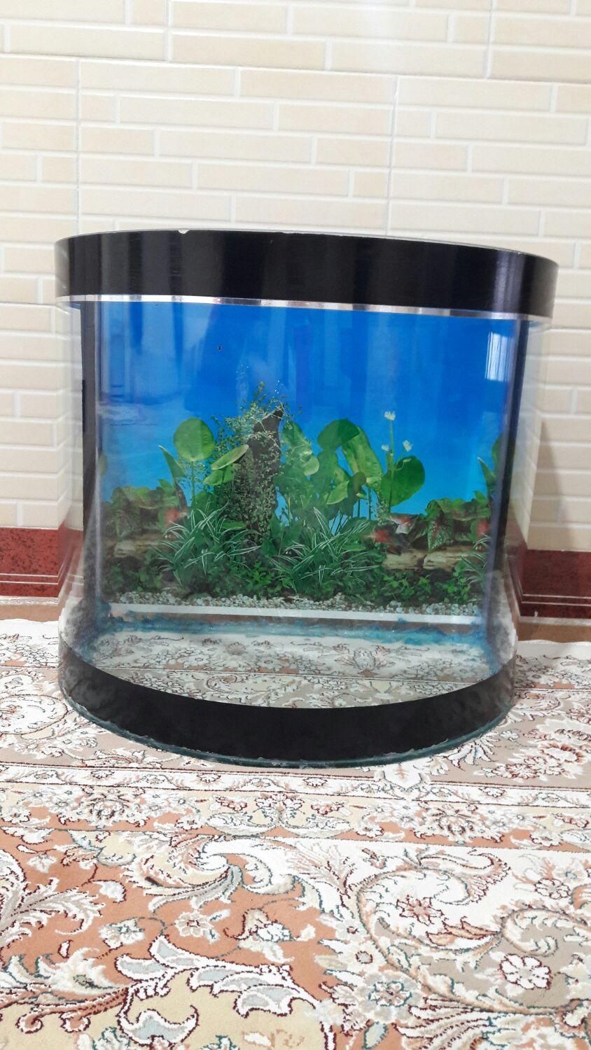 آکواریوم شیشه خم در حد نو|ماهی|کرمانشاه, |دیوار