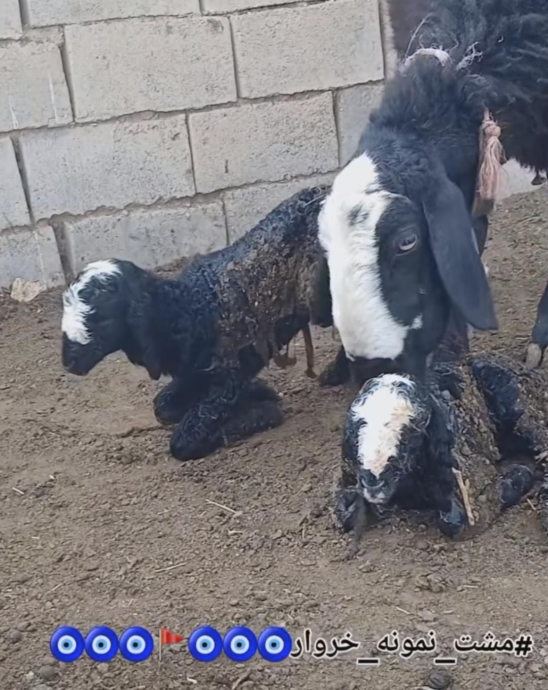 فـروشَ بره ژِنِ گوسفند resope میش شال قَزوین|حیوانات|کاشان, |دیوار