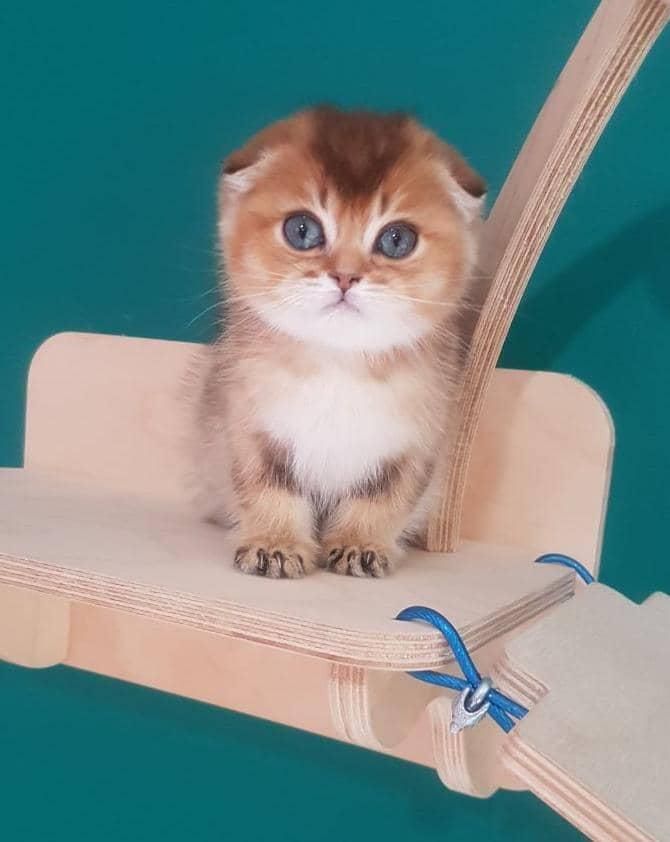 مجموعه بچه گربه های گلد|گربه|رشت, آزادگان|دیوار