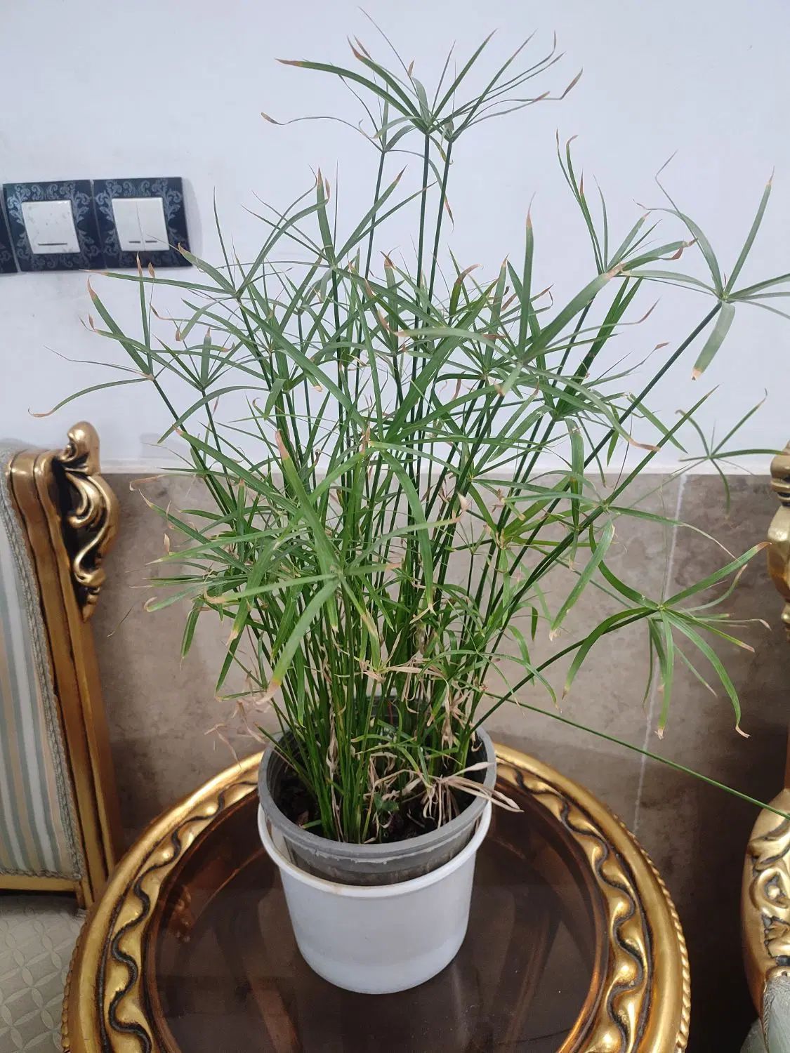 گل برگ انجیری،سانسوریا،نخل مرداب،رویال،قاشقی|گل و گیاه طبیعی|مشهد, مصلی (کارمندان اول)|دیوار