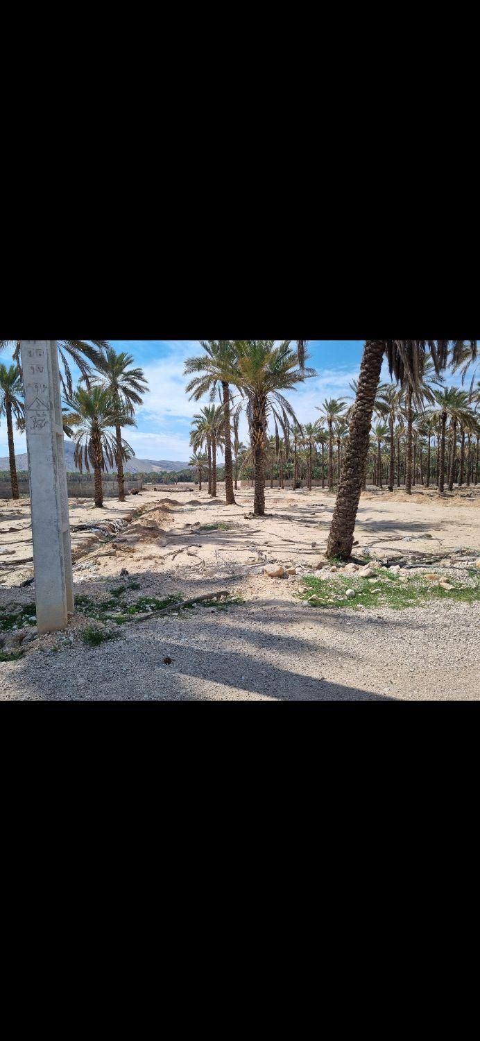 فروش ۲۲۰ متر زمین|فروش زمین و ملک کلنگی|جهرم, |دیوار