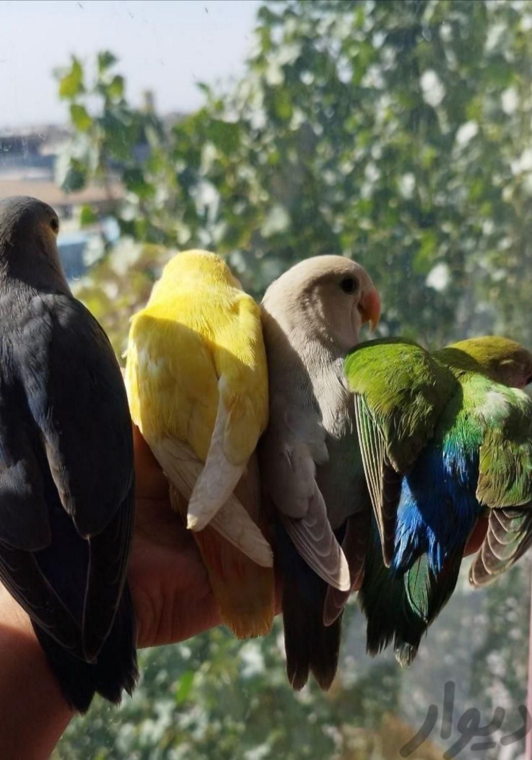 انواع طوطی برزیلی نر ماده مولد جوجه بالغ سخنگو رام|پرنده|تهران, استاد معین|دیوار