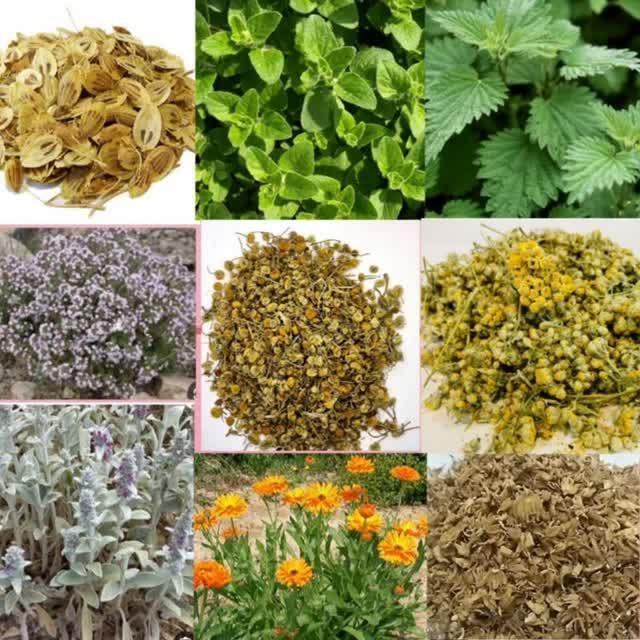 خرید و فروش انواع گیاهان دارویی|آرایشی، بهداشتی، درمانی|اردبیل, |دیوار