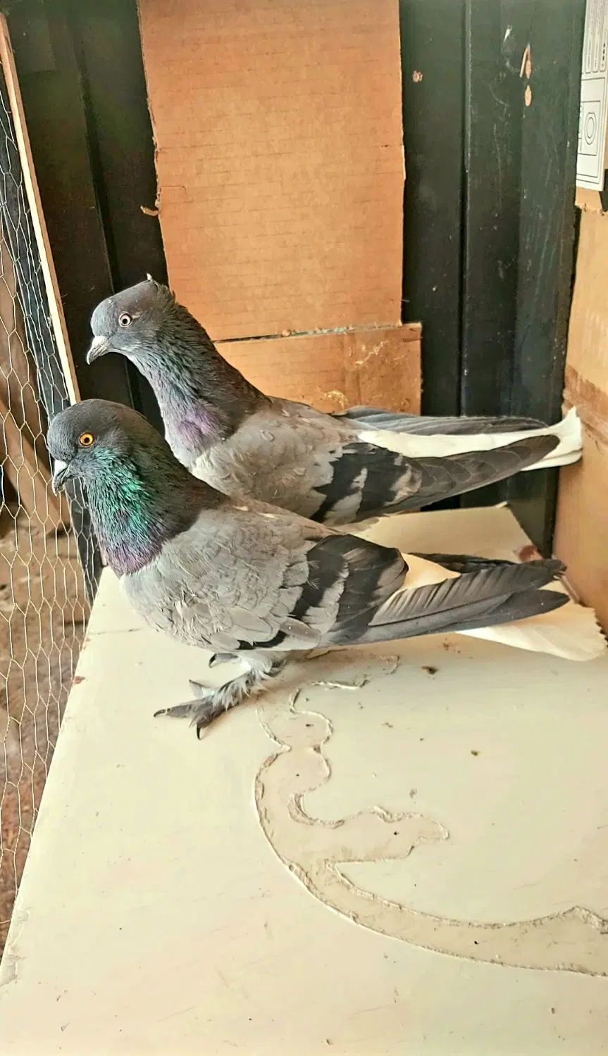 ۶۰جفت کفتر گنجه بری همه بدظهری همه ساعت سنگین|پرنده|نورآباد, |دیوار