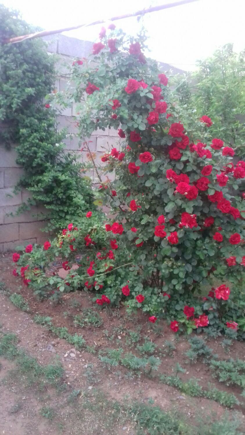 اجاره خانه ویلایی|اسکان اضطراری|زنجان, |دیوار