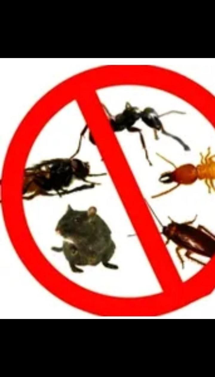 سم پاشی ساس سوسک شبانه روزی حتی روزهای تعطیل|خدمات نظافت|ملارد, |دیوار