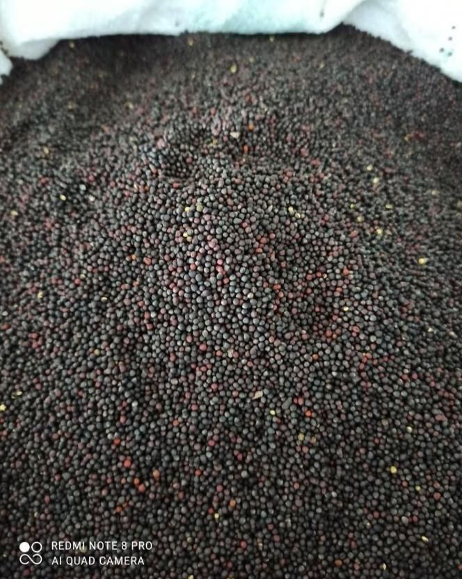 روغن کانولا کلزا خالص ارگانیک|خوردنی و آشامیدنی|شوشتر, |دیوار