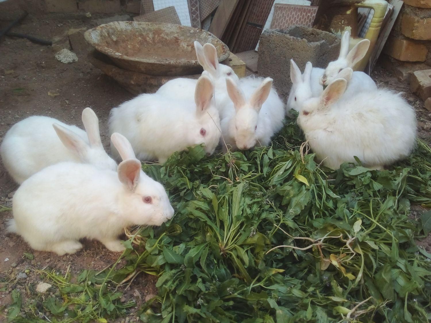 خرگوش چشم شرابی|موش و خرگوش|تایباد, |دیوار