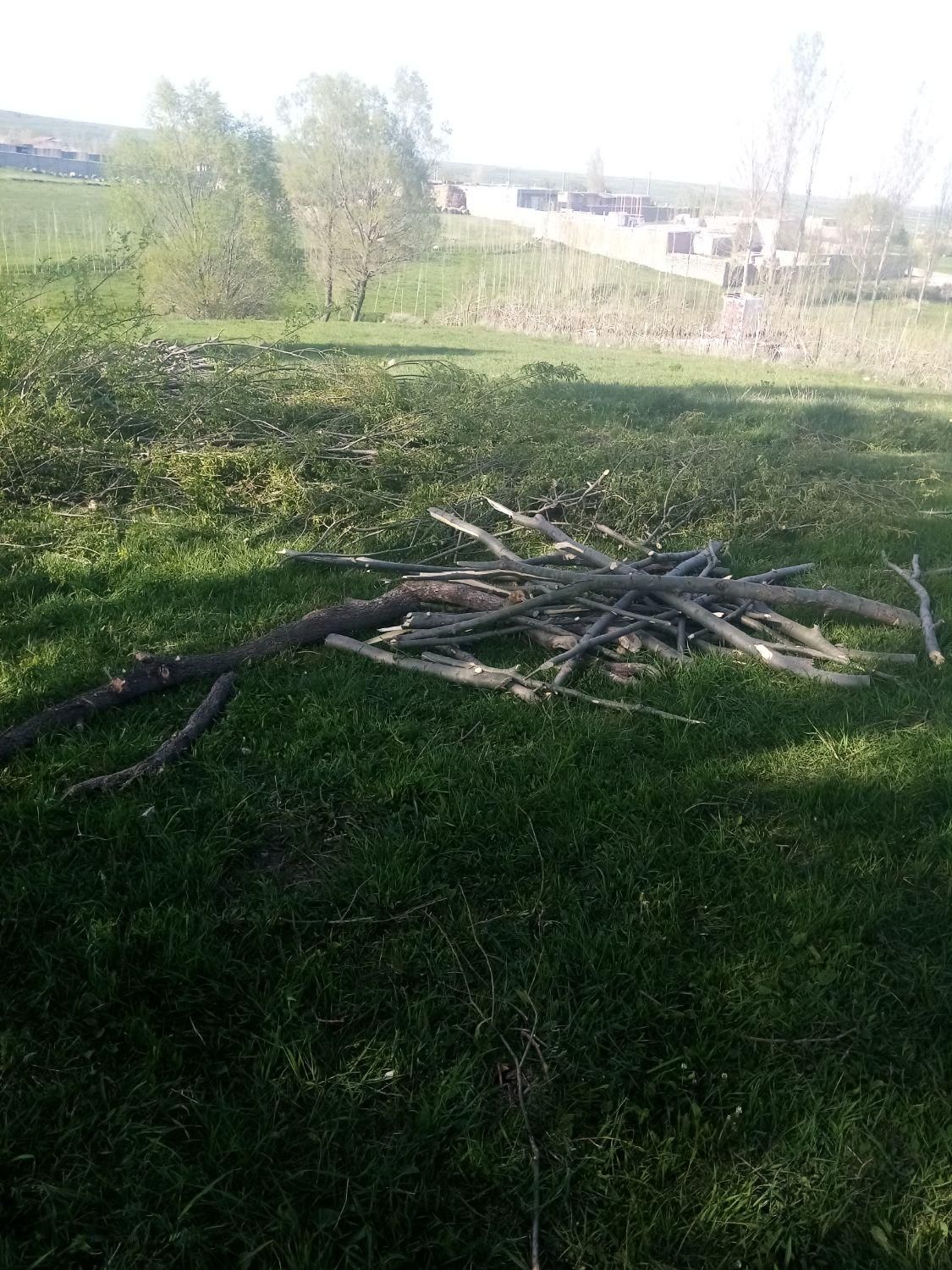 خرید و فروش انواع چوب ودرخت به|خدمات باغبانی و درختکاری|اردبیل, |دیوار