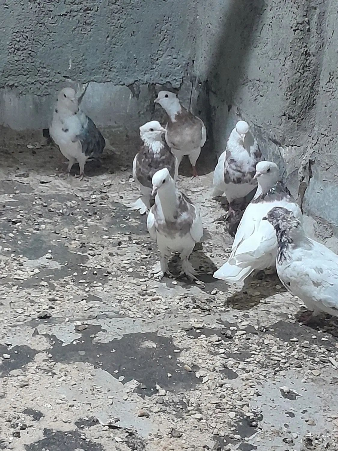 طوقی|پرنده|اصفهان, قائمیه|دیوار