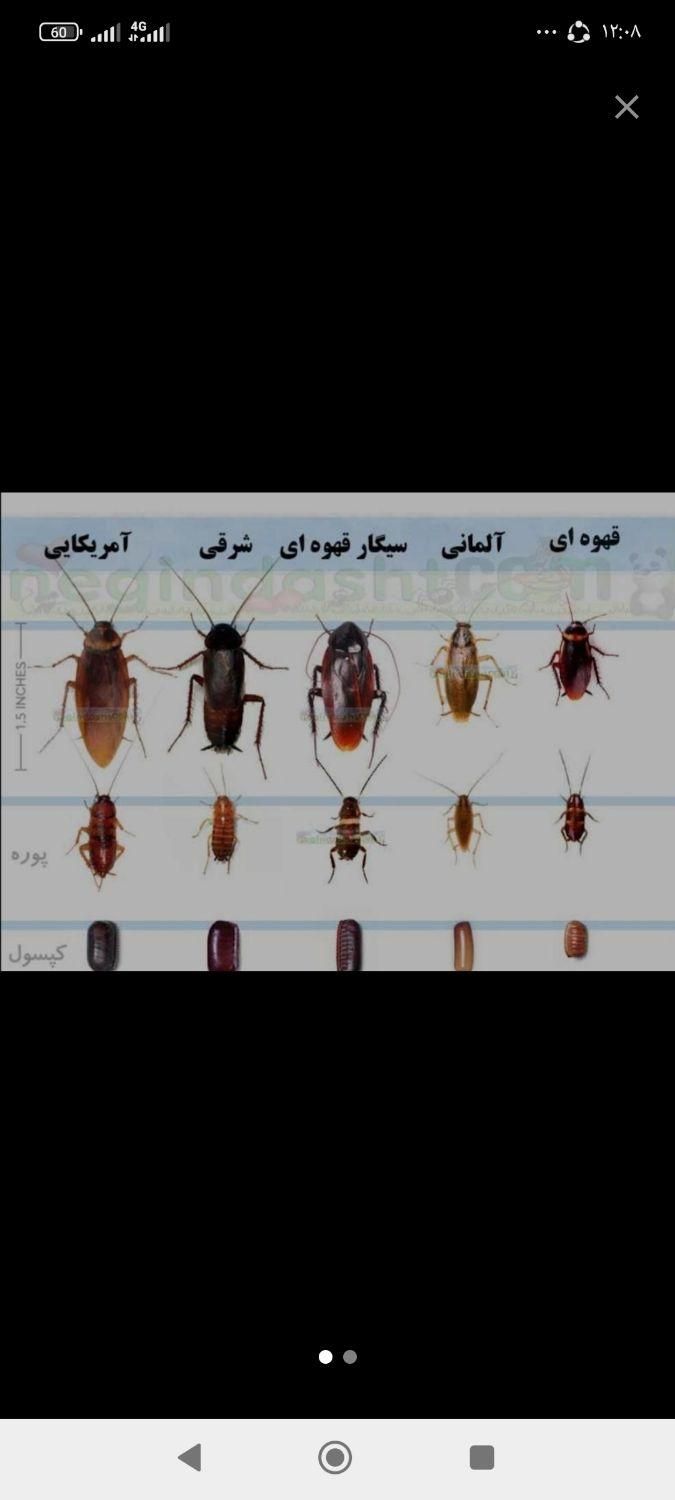 سمپاشی کافیه یک مرتبه سم پاشی مبارز را انتخاب کنید|خدمات نظافت|زاهدان, |دیوار
