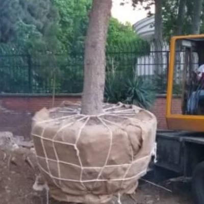 درختان ۷تا ۱۵ متر ارتفاع تبدیل زمین به باغ بزرگ|خدمات باغبانی و درختکاری|مشهد, کشاورز|دیوار