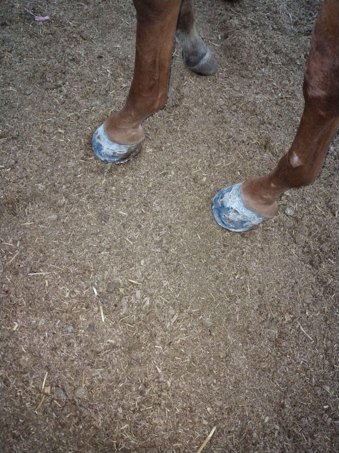 سلام نعلبندی وقیار اسب|اسب و تجهیزات اسب‌سواری|مشهد, عسگریه|دیوار