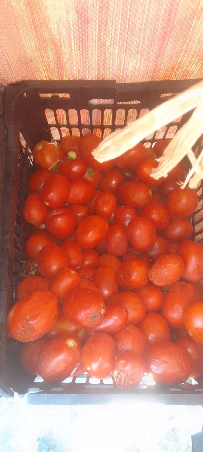 ربی|حراج|گنبد کاووس, |دیوار