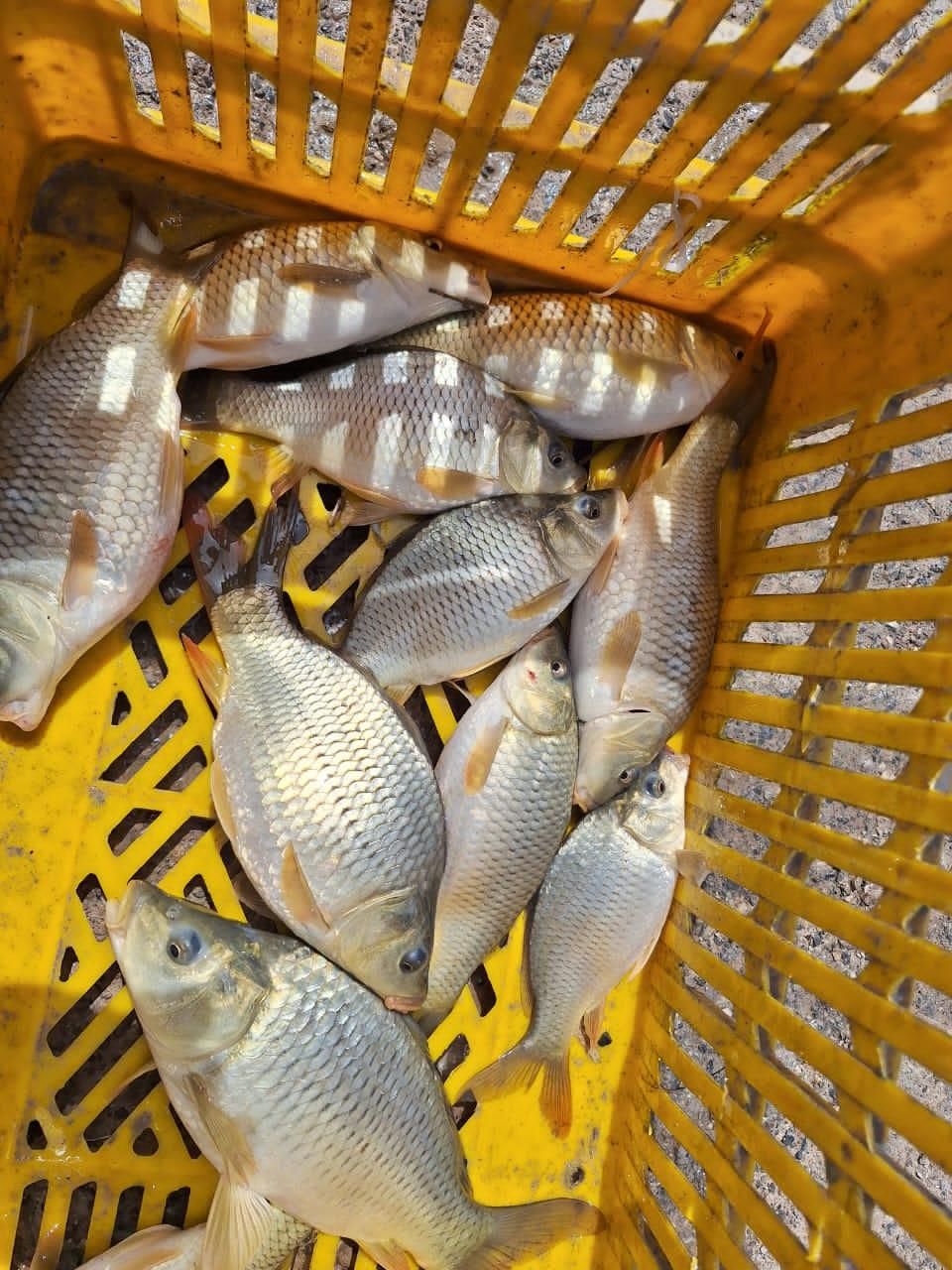 بچه ماهی کپور و آمور|ماهی|اهواز, زرگان|دیوار