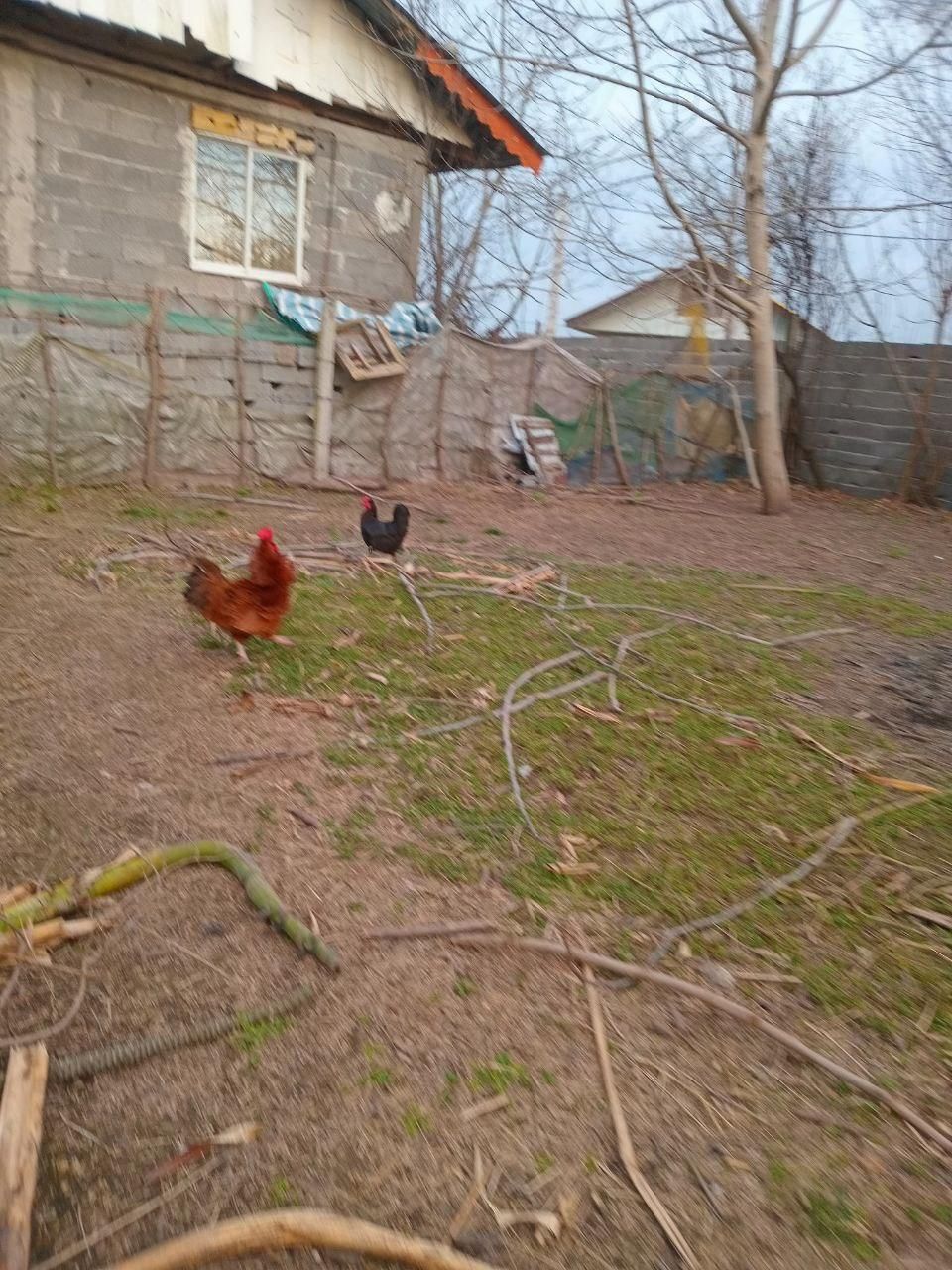 فروش زمین ۲۳۵ متری مسکونی|فروش زمین و ملک کلنگی|رشت, ترمینال|دیوار