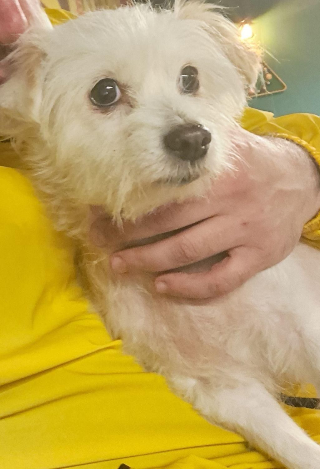 سگ گمشده|حیوانات|کرج, گوهردشت|دیوار