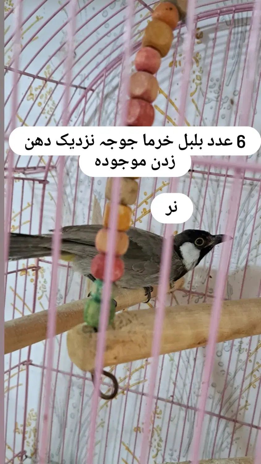 پرندگان زینتی زیبا|پرنده|رشت, علی آباد|دیوار