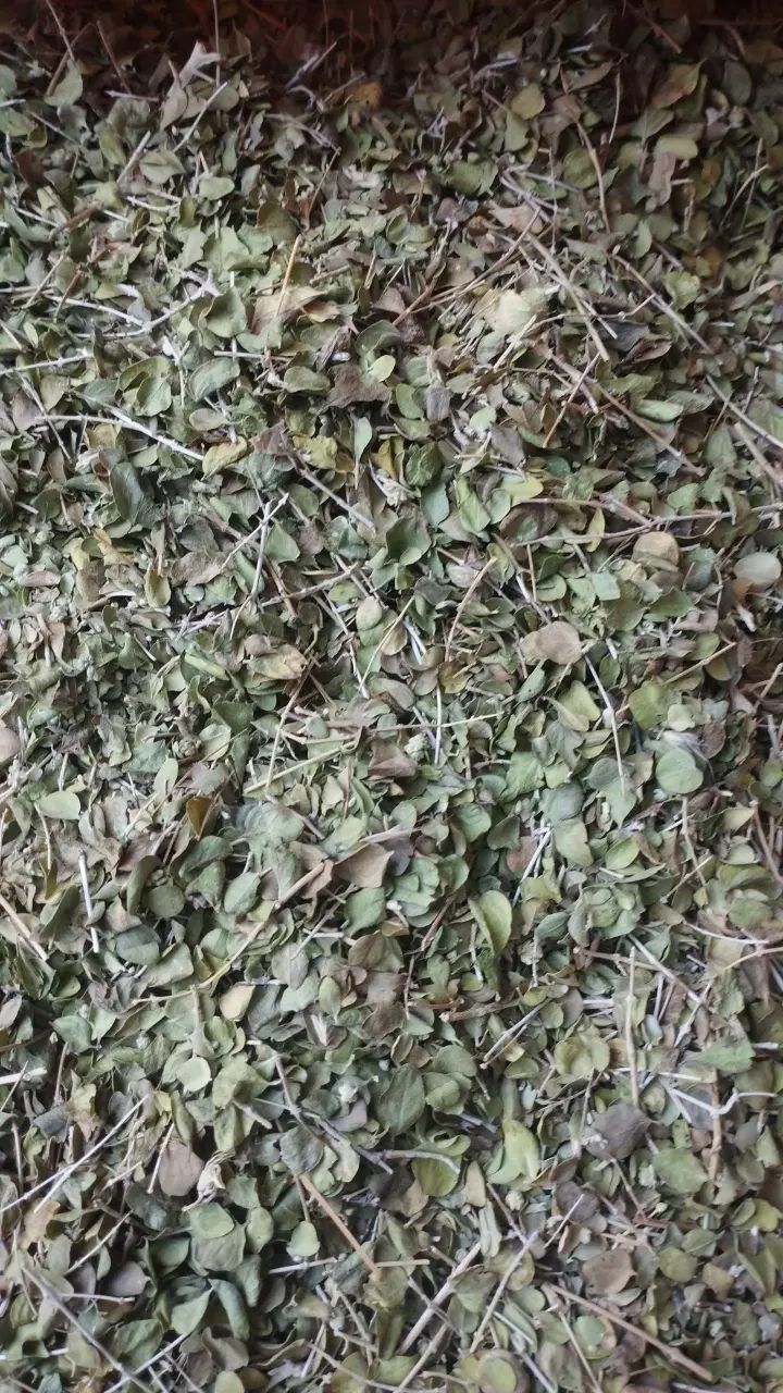 آویشن شیرازی|خوردنی و آشامیدنی|مشهد, شهرک مهر آباد|دیوار