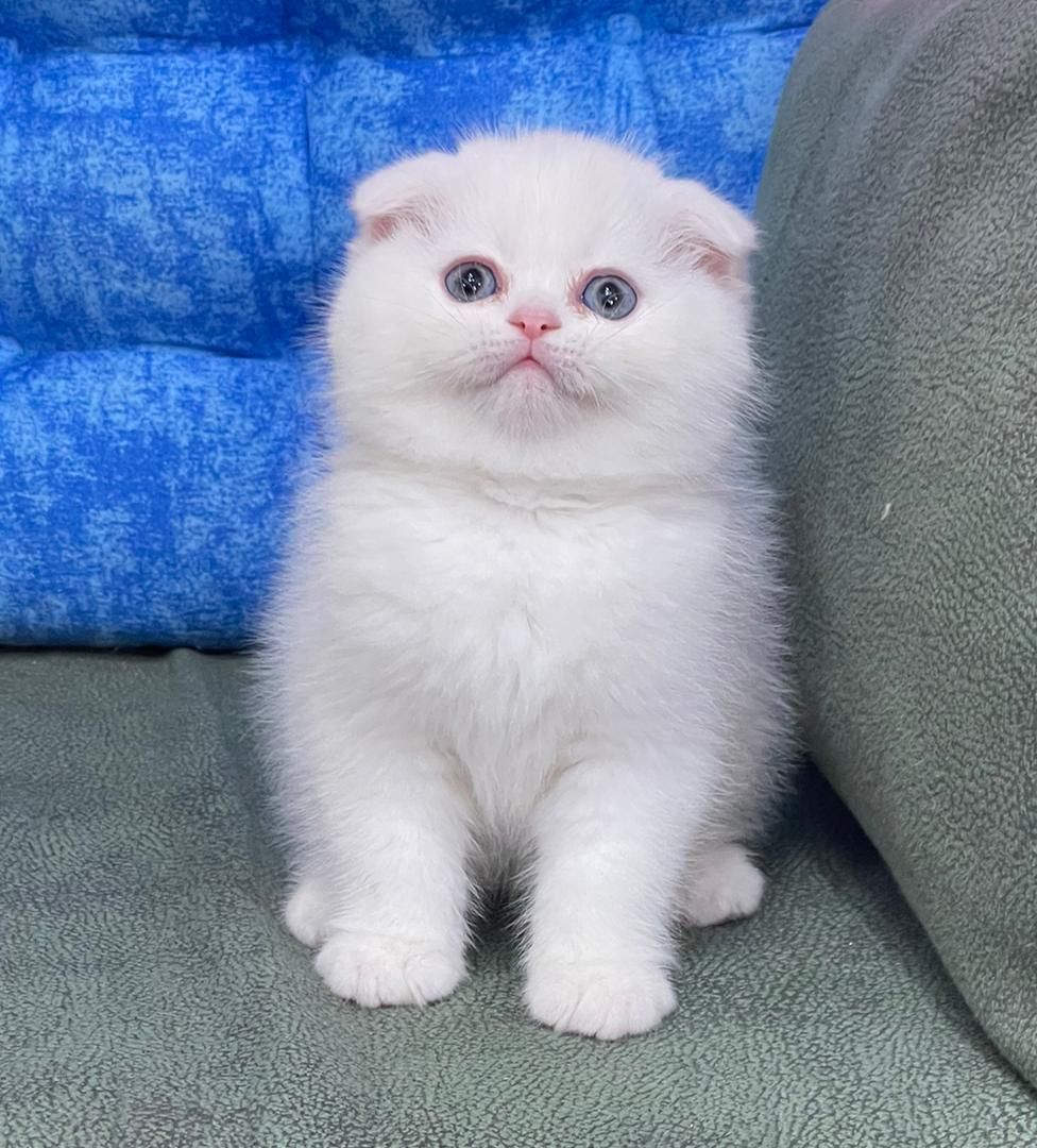 گربه های نژاد دار irancats|گربه|اهواز, بهارستان|دیوار